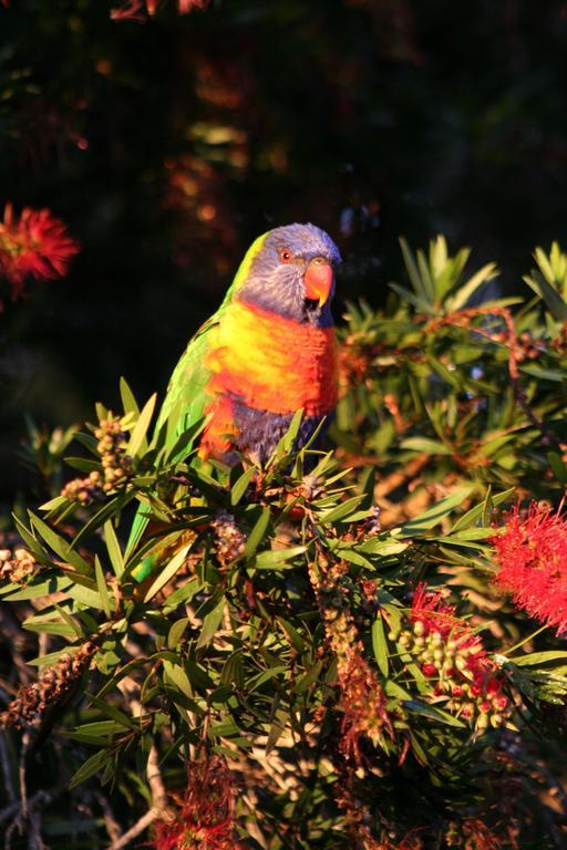 Huskisson Bed And Breakfast Esterno foto